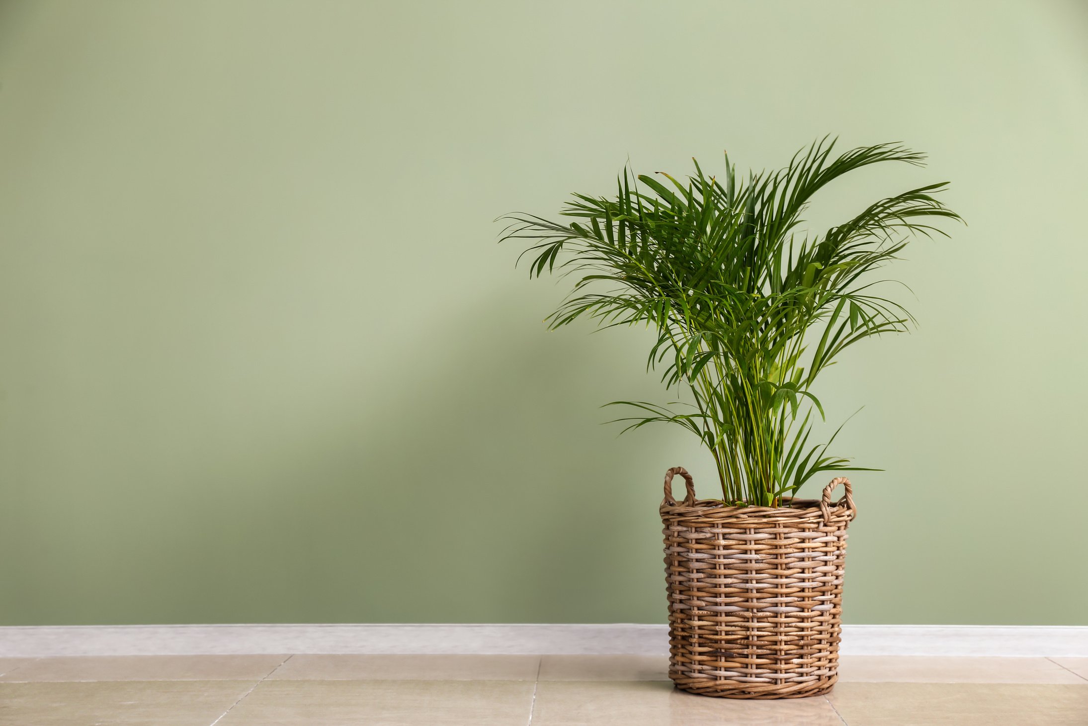 Areca Palm Plant in a Wicker Basket